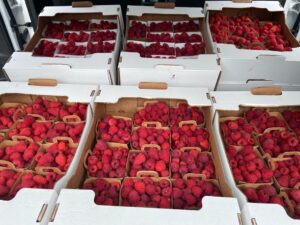 Acheter barquettes de Framboises