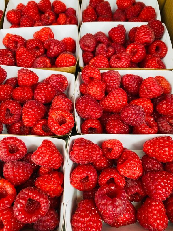 Barquettes de Framboises - Framboise en Bray