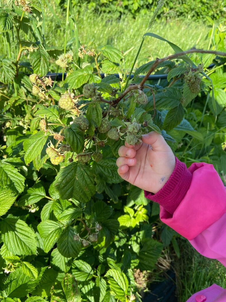 Cultiver des Framboises