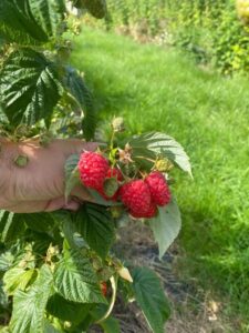 Culture des Framboises