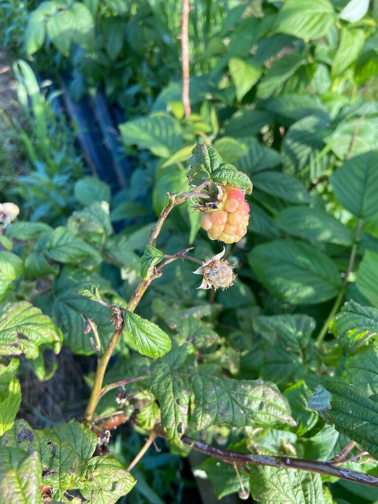 Culture des Framboises