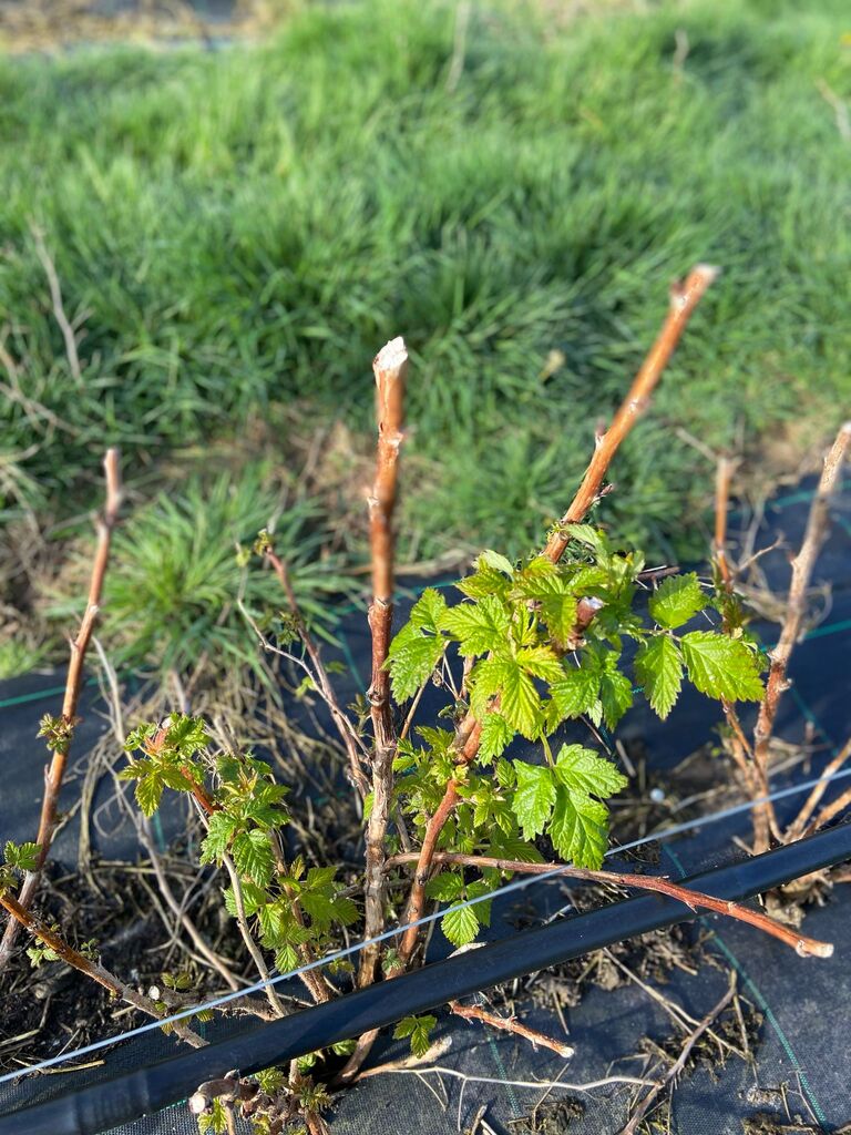 Culture des Framboises
