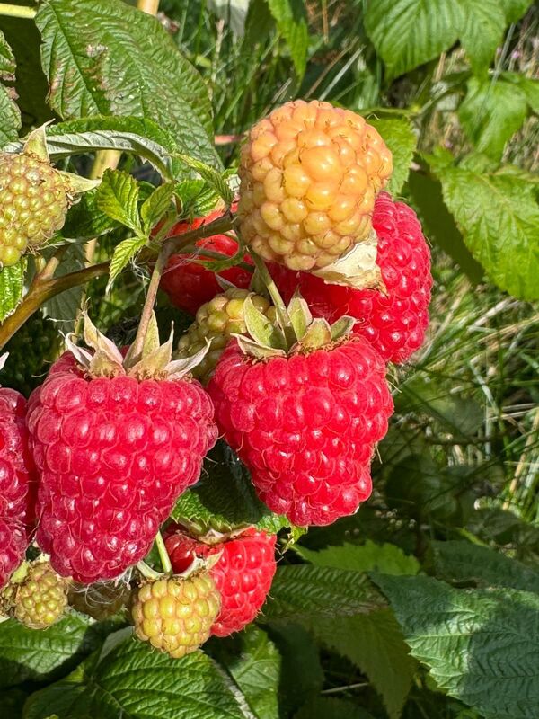 Framboises Normandes