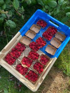 Framboises Récoltées à la Main