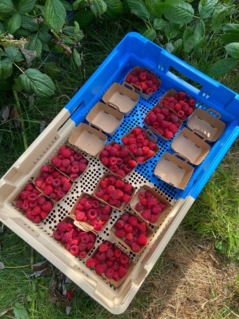 Framboises Récoltées à la Main