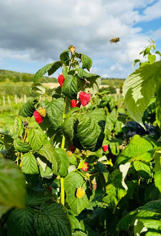Framboisier - Framboise en Bray