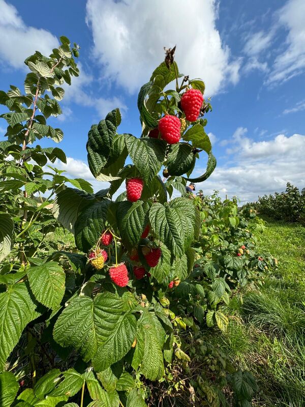 Framboisiers en Normandie