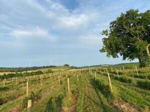 Framboisiers en Normandie