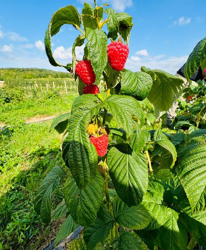 Framboisiers Normands