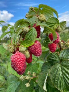 Framboise - Framboise en Bray