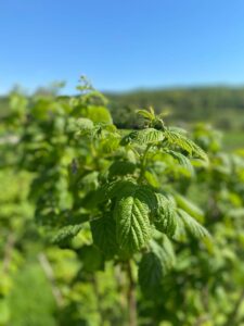 Plante Framboisier