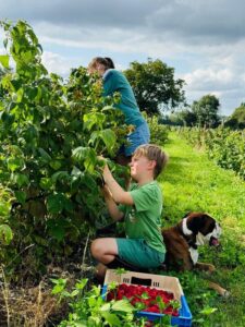 Producteur - Framboise en Bray