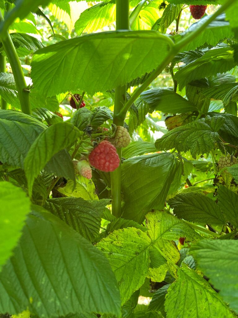 Produire des Framboises