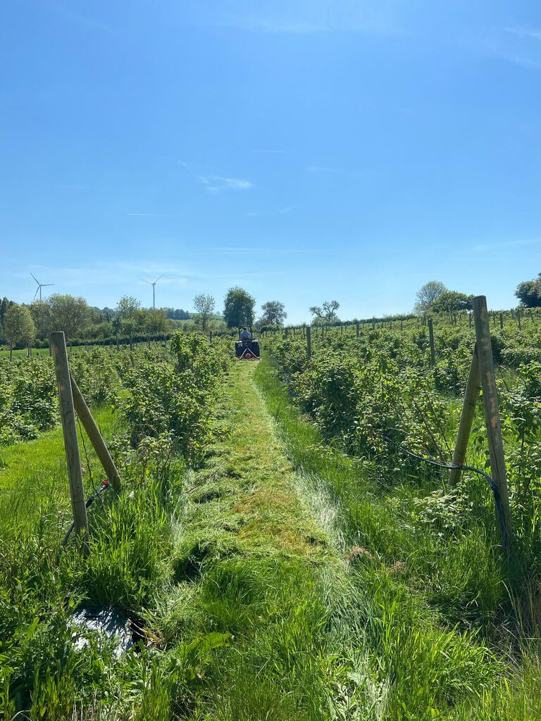 Produire des Framboises