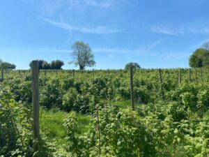 La Propriété - Framboise en Bray