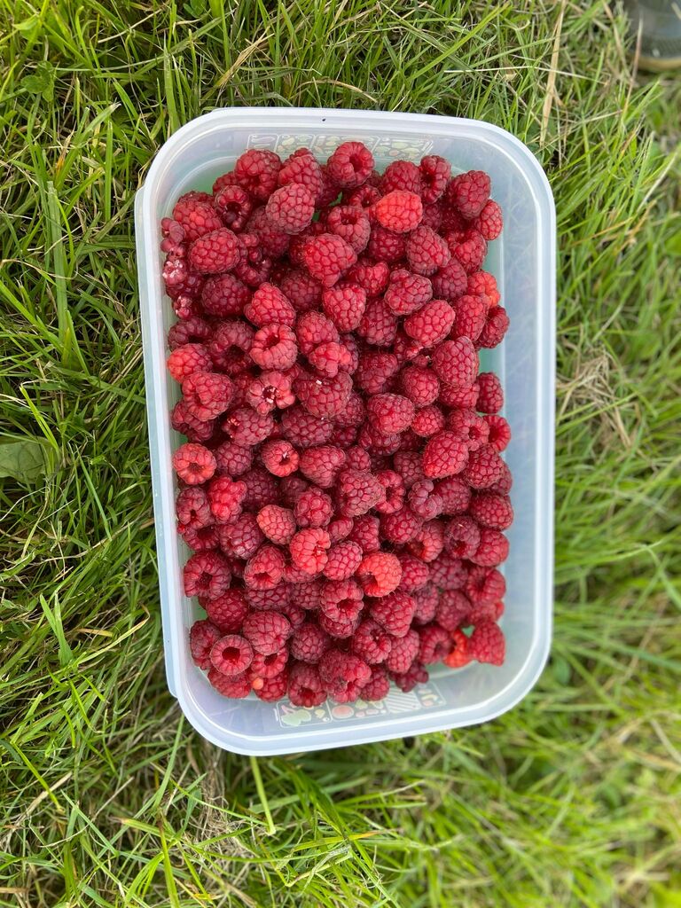 Récolte des Framboises