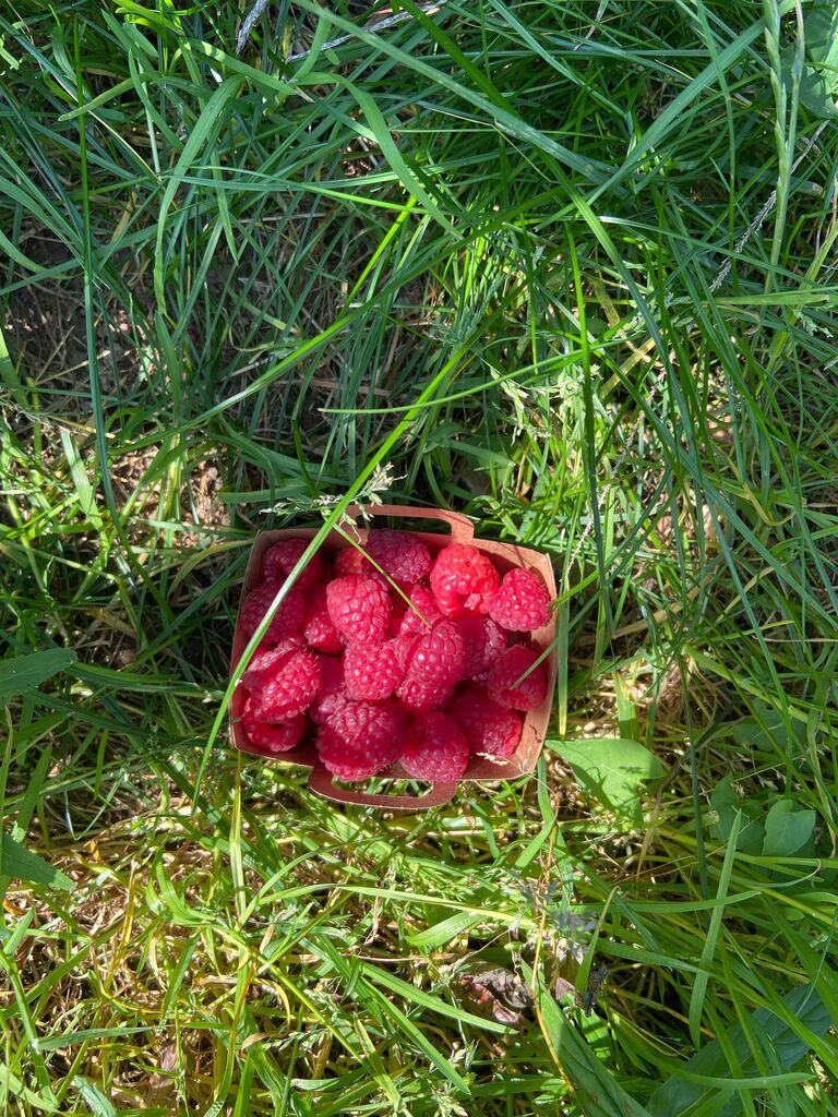 Récolte des Framboises