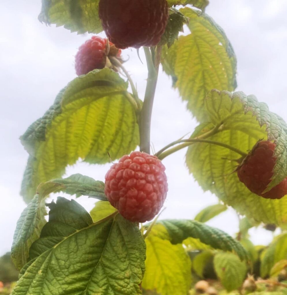 Framboises - Variété Paris
