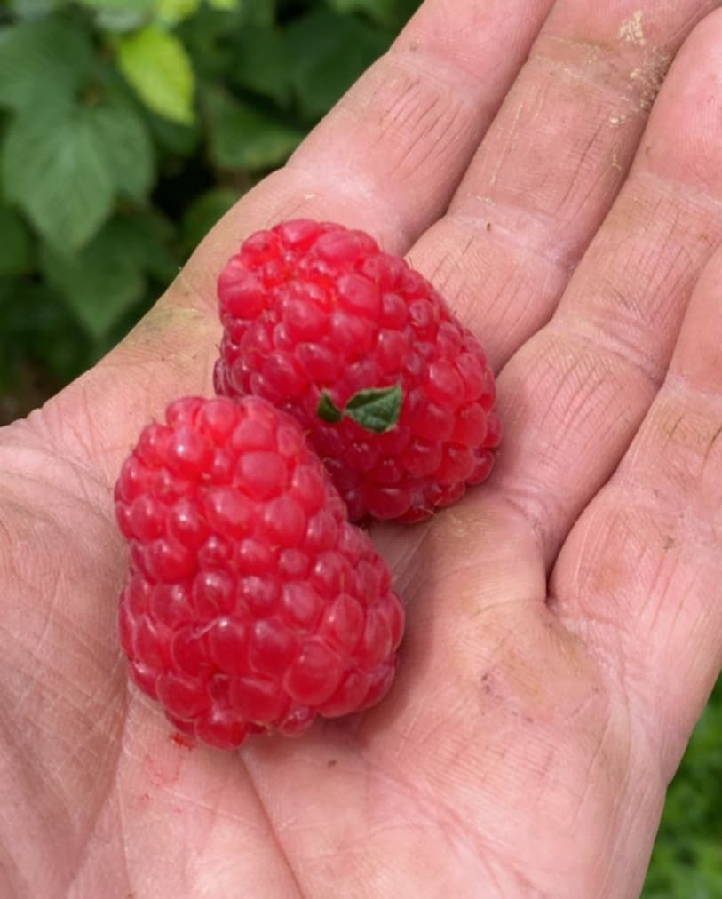 Framboises - Variété Versailles